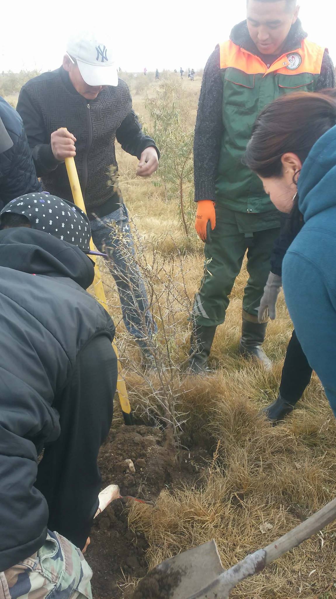 Үндэсний цэцэрлэгт хүрээлэнд мод тарилаа.