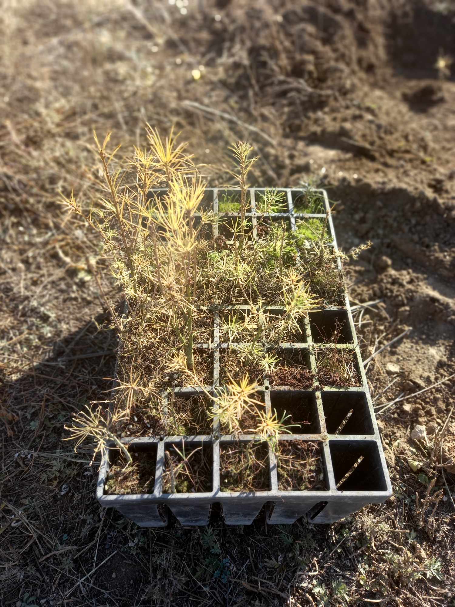 "Тэрбум мод" үндэсний хөдөлгөөнд нэгдлээ